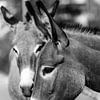 Portrait de deux têtes d'ânes en noir et blanc sur la Route 66 à Oatman sur Dieter Walther