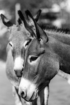 Portrait two donkeys heads in black and white in Oatman on route 66 by Dieter Walther