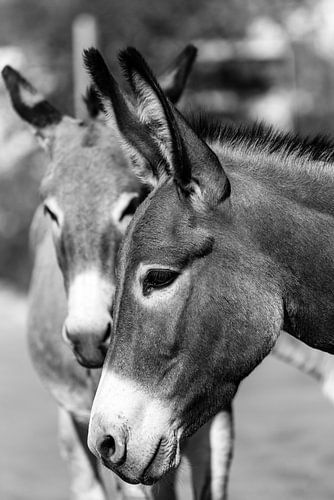 Portrait de deux têtes d'ânes en noir et blanc sur la Route 66 à Oatman