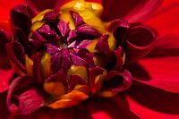 Opening flower
