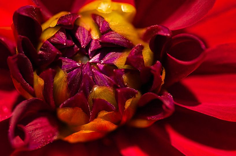 Opening flower by Ilona Photography
