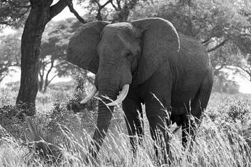 Afrikaanse olifant, Loxodonta africana
