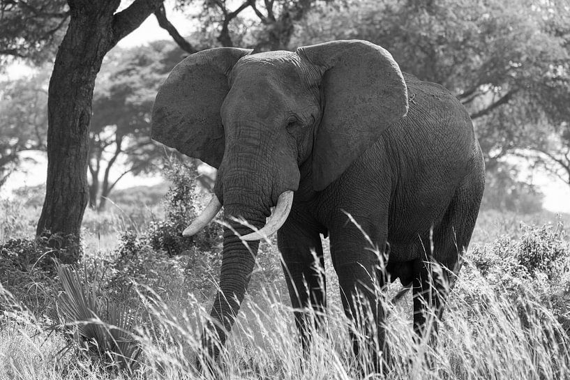 African elephant, Loxodonta africana by Alexander Ludwig