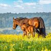 Paard met veulen op de Zuid-Limburgse heuvels van John Kreukniet