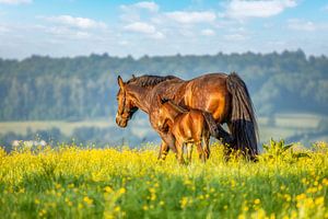 Pferd mit Fohlen in den südlimburgischen Hügeln von John Kreukniet