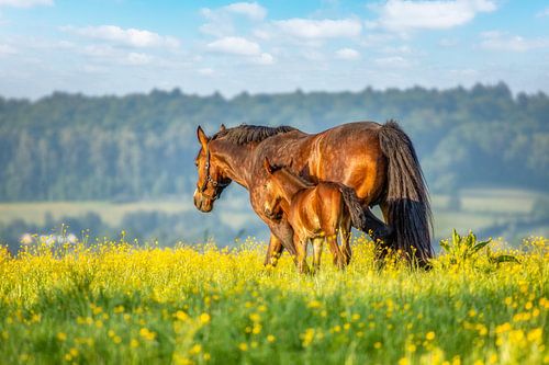Paard met veulen op de Zuid-Limburgse heuvels