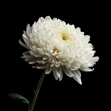 Weiße Chrysantheme auf Schwarz