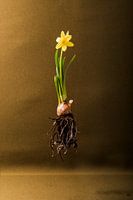 Daffodil floating in the air.