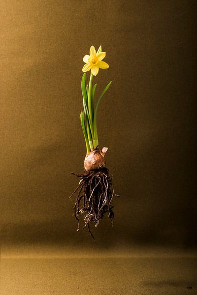Daffodil floating in the air. by Lieke van Grinsven van Aarle