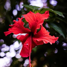 De natuurlijke elegantie van een tropische hibiscus van Frank Photos