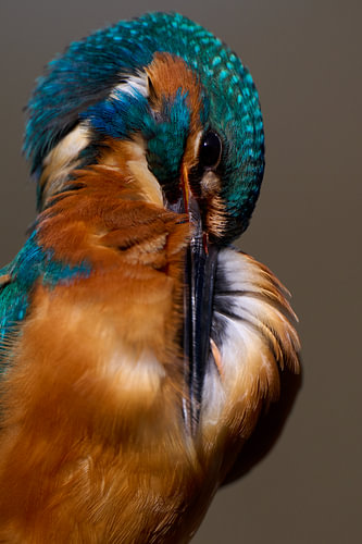 Eisvogel – Die Federn machen den Mann