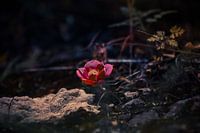 Red flower