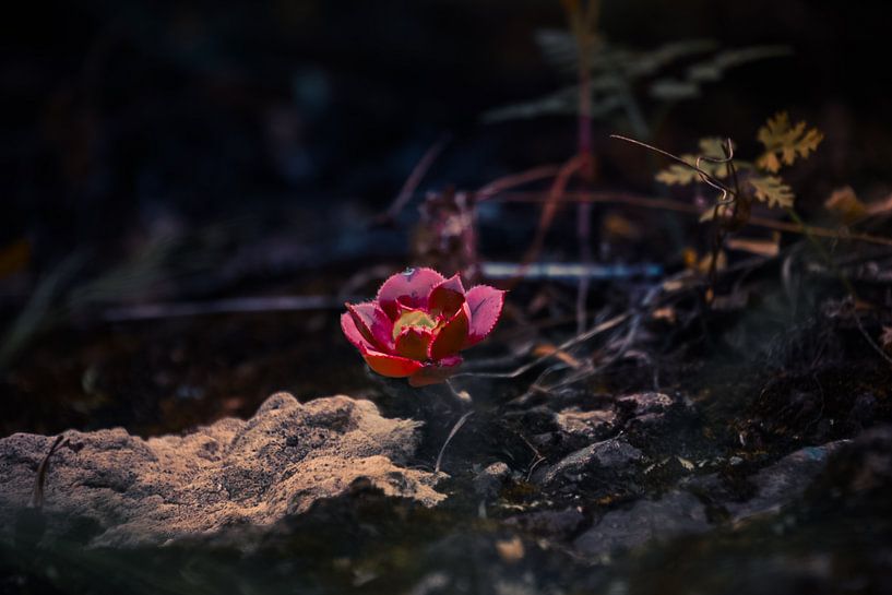 Red flower by E. Hoekstra