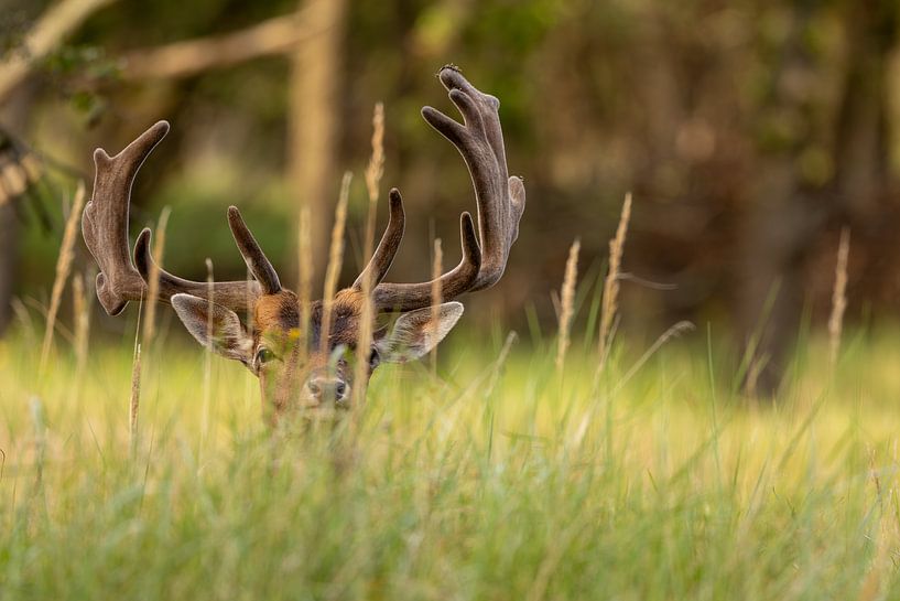 Fallow deer hiding in the grass by Luuk Kuijpers