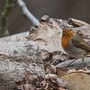 Een roodborstje met zijn borst vooruit! van Swen van de Vlierd