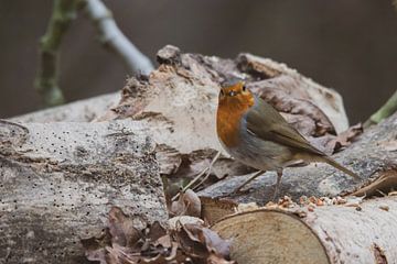 A robin with his chest out! by Swen van de Vlierd