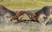 Damherten gevecht van Menno Schaefer thumbnail