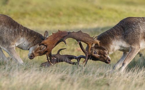 Fallow deer fight during mating season 