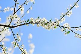 Fresh spring blossom