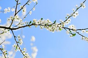 Fleurs fraîches de printemps