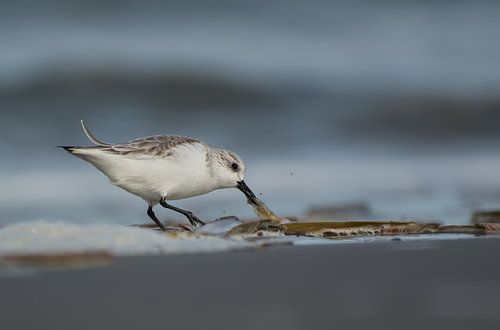 Drieteenstrandloper bij zee