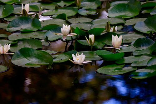 Picturesque water lily pond