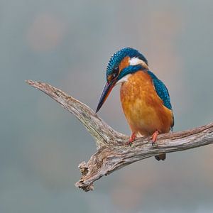 Eisvogel