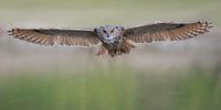 Owl by Larissa Rand thumbnail