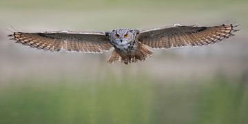 Owl by Larissa Rand