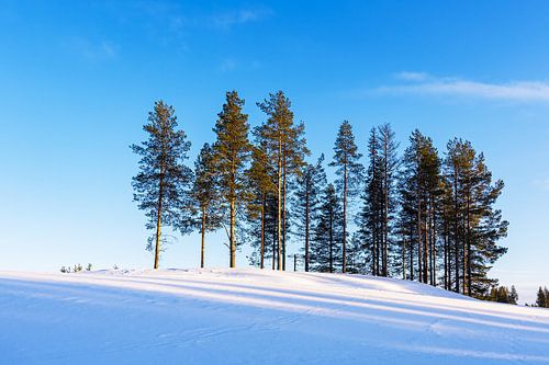 Landscape with snow in winter near Kuusamo, Finland by Rico Ködder