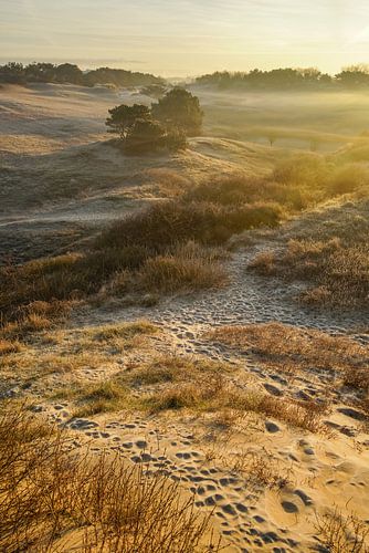 Zonsopgang in de duinen