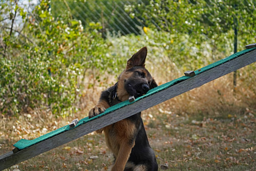 Schapenhond (puppy) op het honden trainingsveld