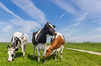 Three cows in the landscape of Groningen