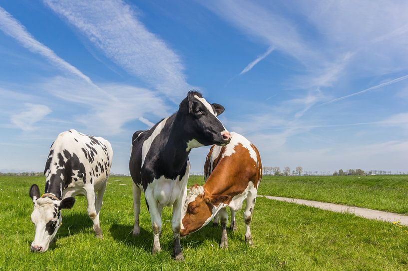 Three cows in the landscape of Groningen by Marc Venema