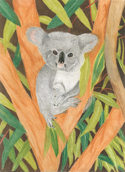Un koala dans l'arbre