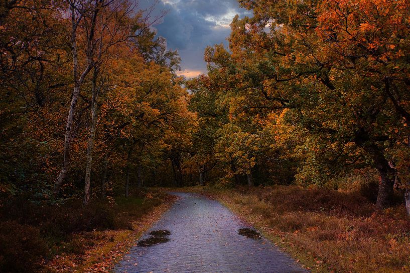 autumn colors after a rainstorm by peterheinspictures