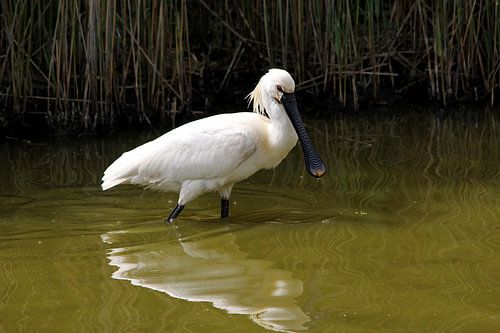 Spooner sur Texel 02