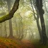 Wälder der Launenhaftigkeit von Ellen Borggreve