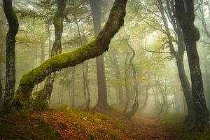 Woods of Whimsy