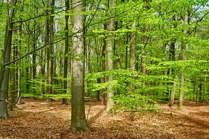 Forêt ensoleillée au printemps