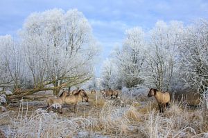 Les chevaux Konik dans un paysage hivernal sur Anja Brouwer Fotografie