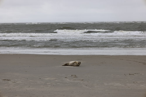 Foto's van een grijze zeehond op het strand van Langeoog.