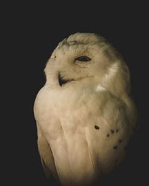 Snowy owl by Tim Goossens