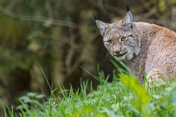 Lynx kijk om van Fokko Erhart