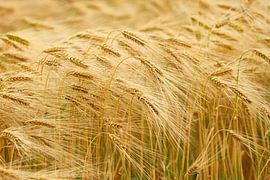 Gerstveld van Karin Jähne