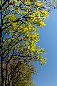 groene bomen tegen een blauwe lucht in de lente van Eline Oostingh
