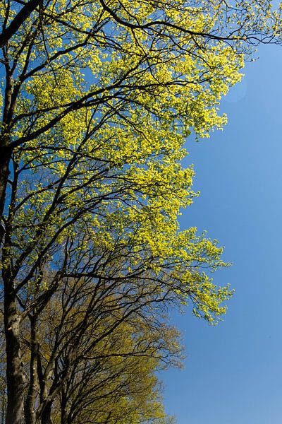 des arbres verts dans un ciel bleu au printemps par Eline Oostingh