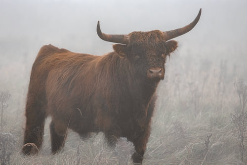 Schotse Hooglander