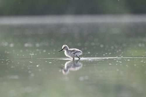Petit bébé avocet