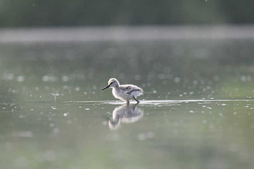 Petit bébé avocet par Mike Bos